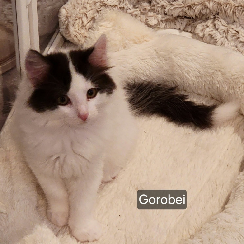 Gorobei, photo 2
