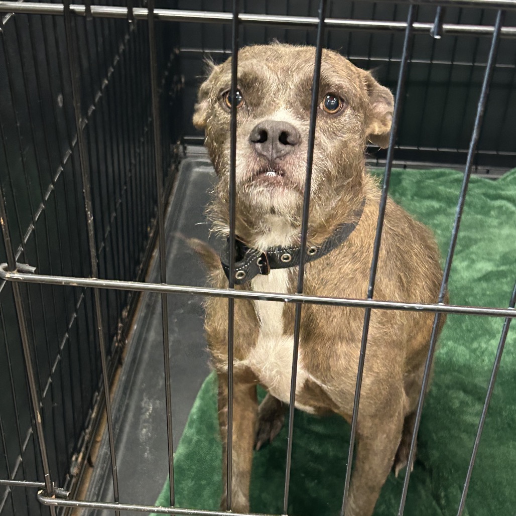 DAISY - Terrier / Terrier, Pit Bull available for adoption