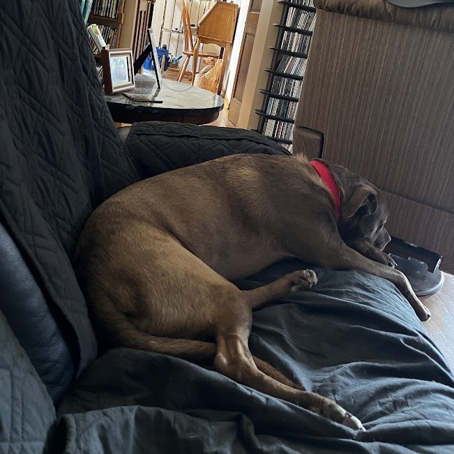 Rex, photo 8