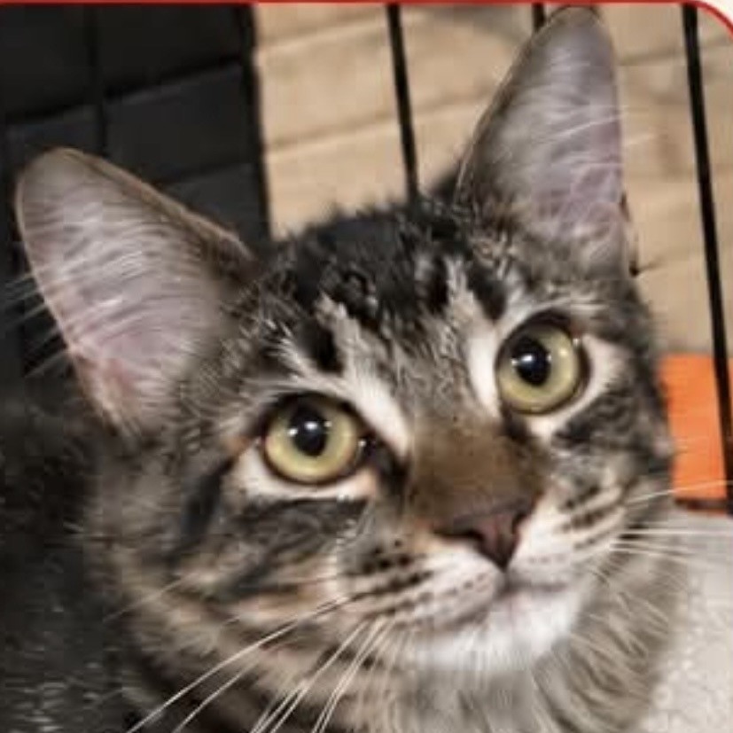 Tigger Image