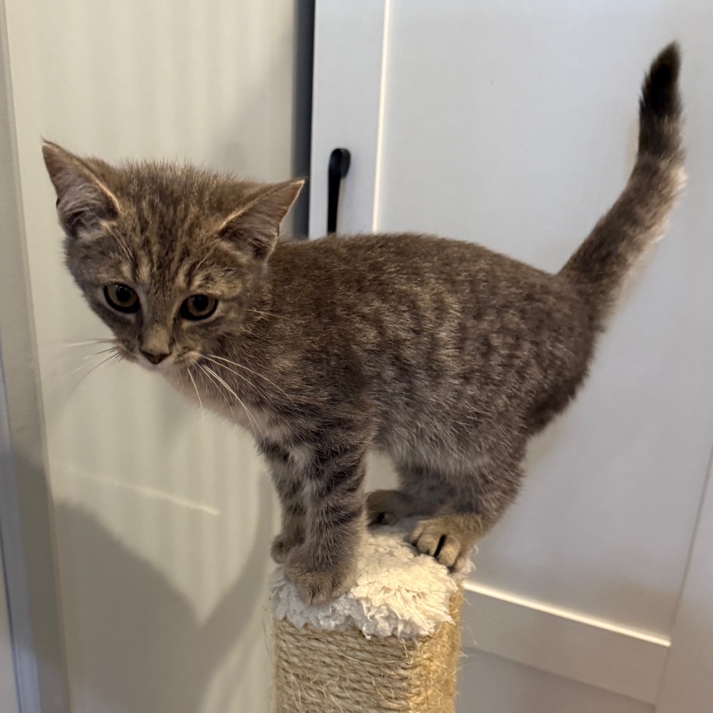 MARSHMALLOW - Domestic Shorthair / Extra-Toes Cat (Hemingway Polydactyl) available for adoption