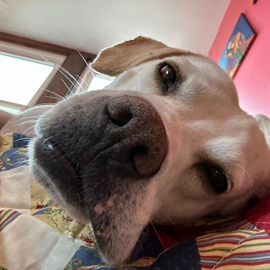 Snowy — thumbnail 5