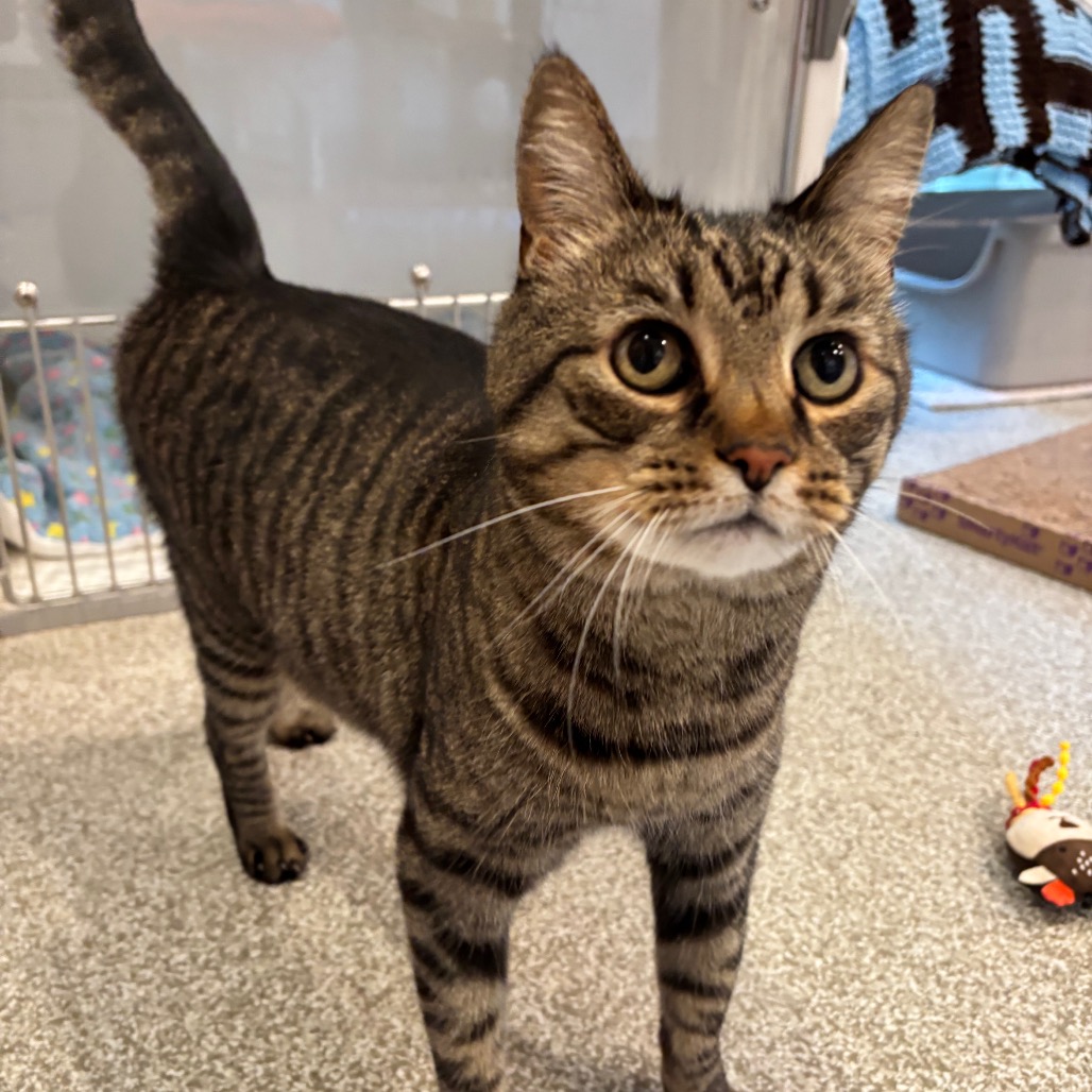 BOI - Domestic Shorthair available for adoption