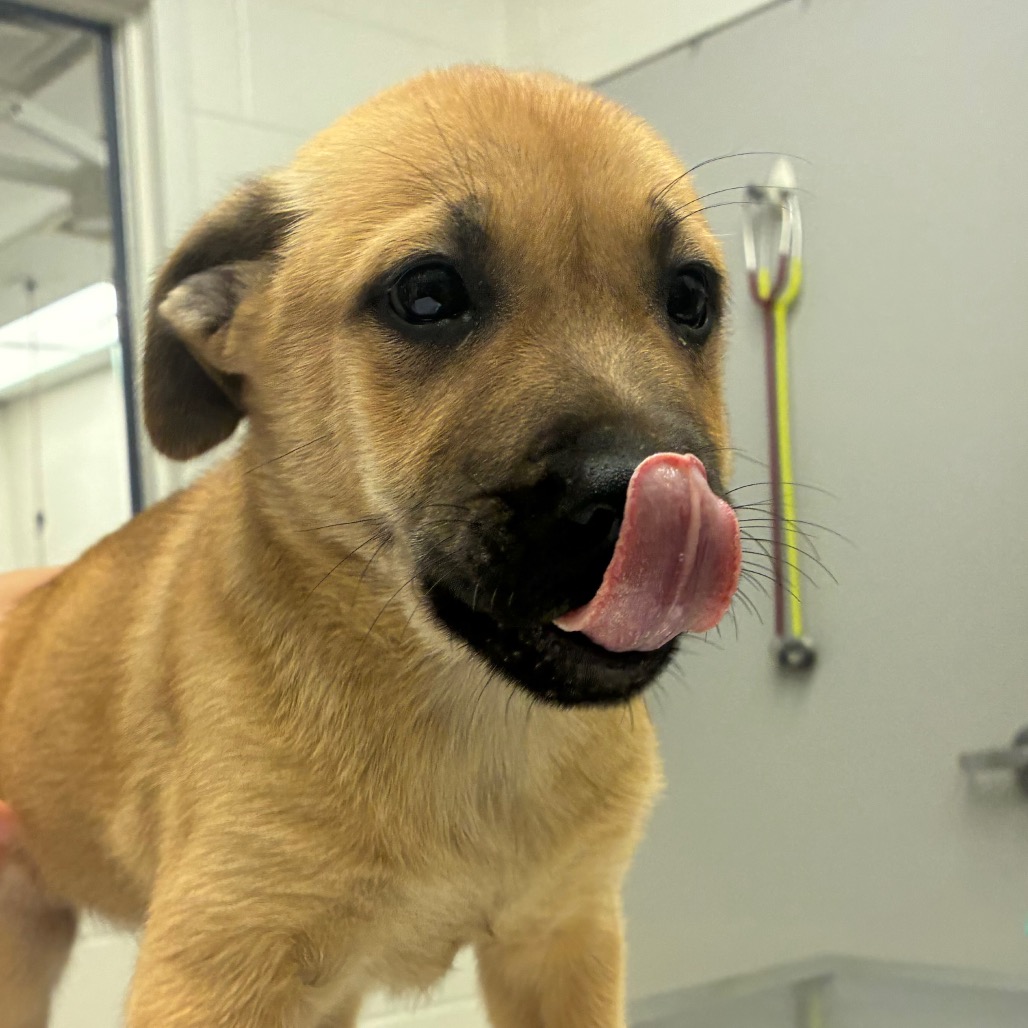 Photo of Glen, a dog adopted from Gulf Coast Humane Society