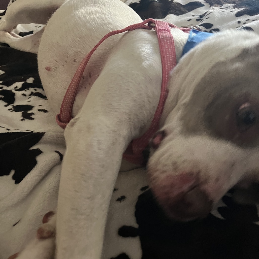 Missy photo 10
