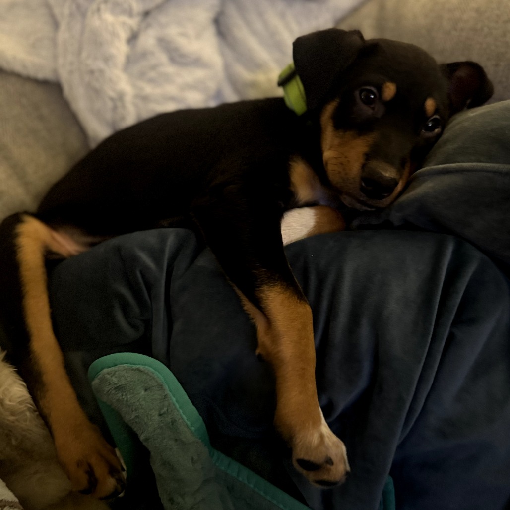 Linus — thumbnail 2