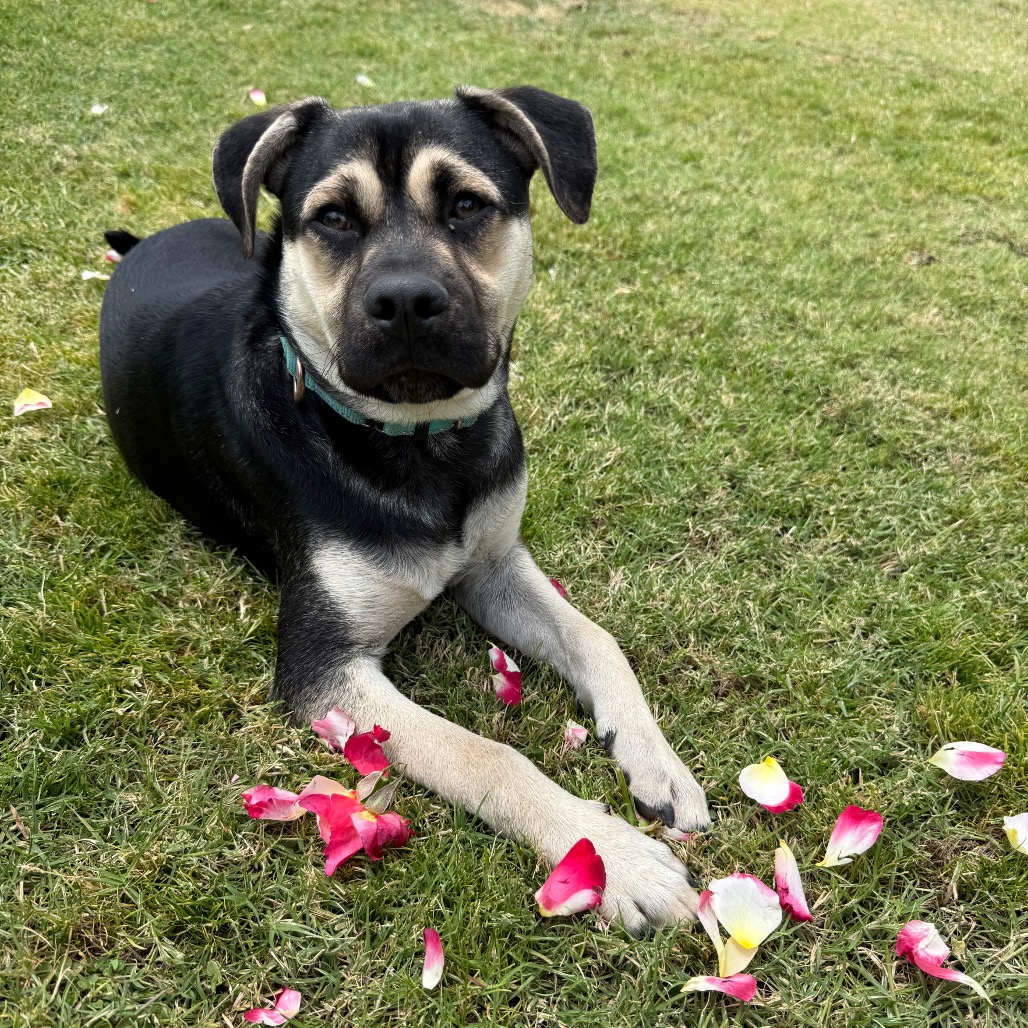 Pedro, photo 10