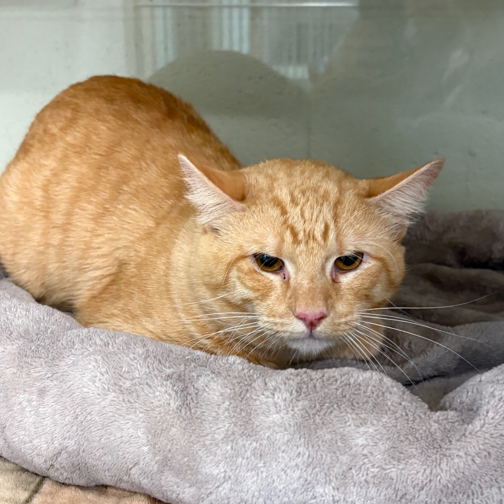 TEDDY BEAR - Domestic Shorthair / Domestic Shorthair for adoption in League City