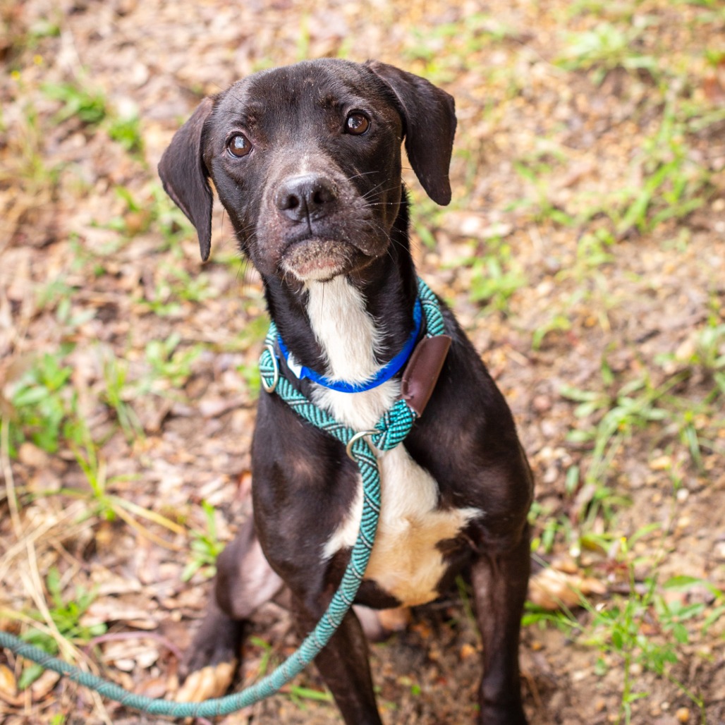PRODUCE SECTION - Retriever, Labrador / Boxer available for adoption