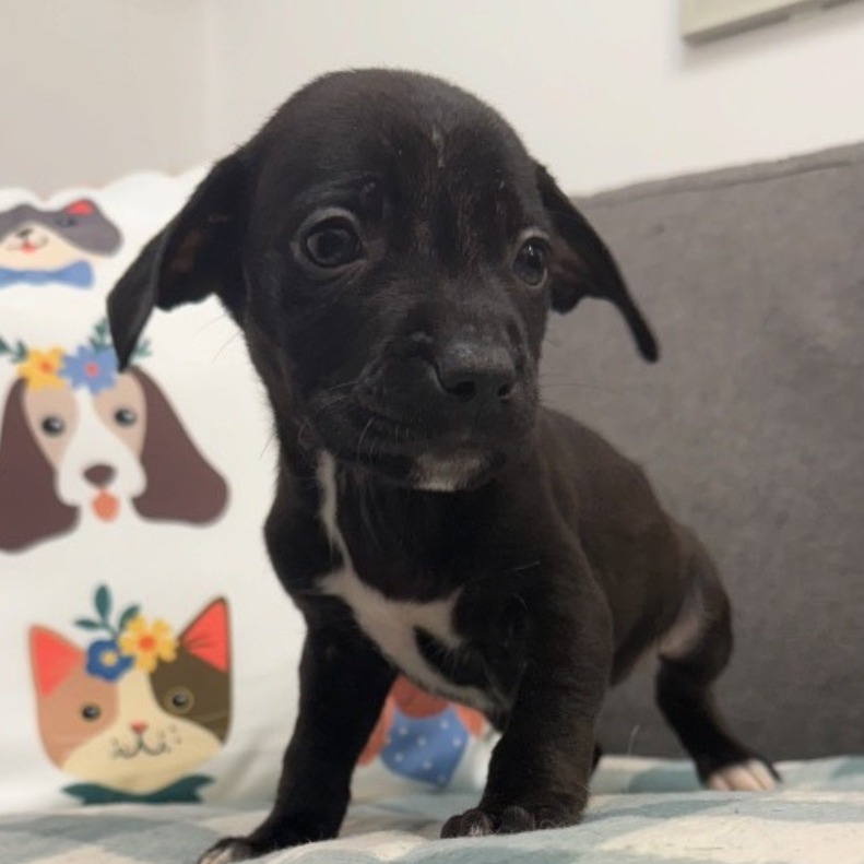 MORAN - Chihuahua / Terrier available for adoption