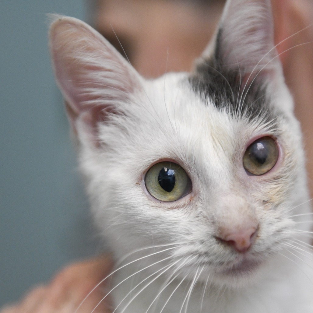 Heart - Domestic Medium Hair