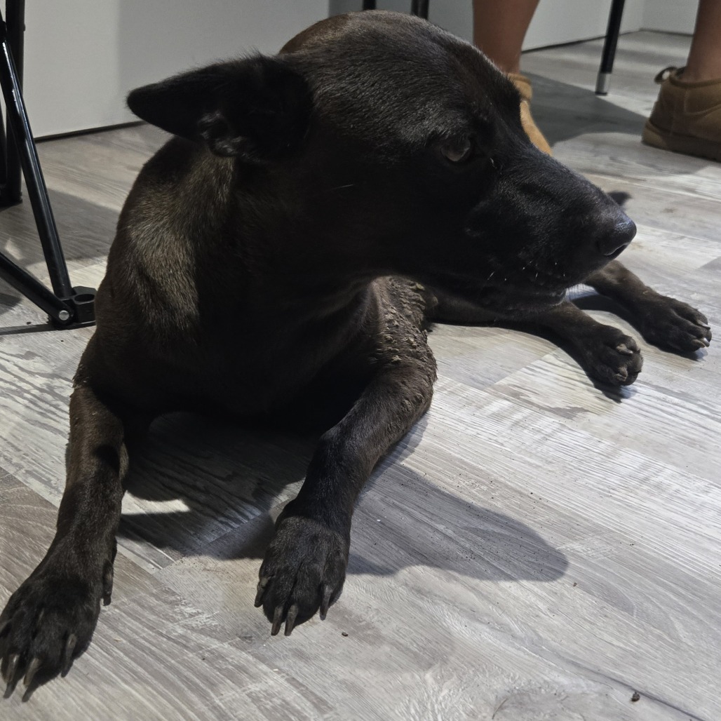 BELLA - Mixed Breed (Medium) available for adoption