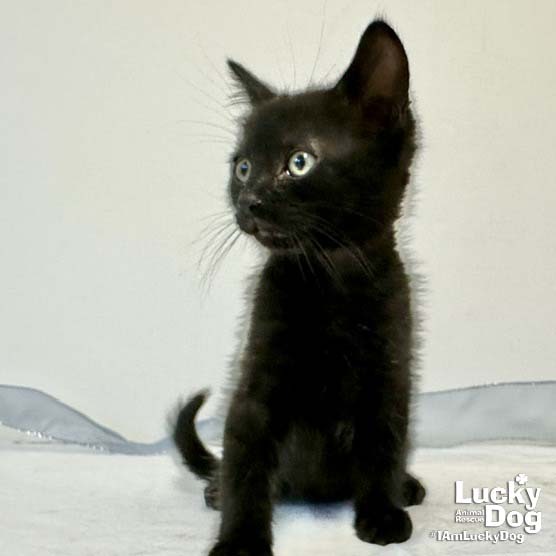 CINDERELLA - Domestic Shorthair available for adoption