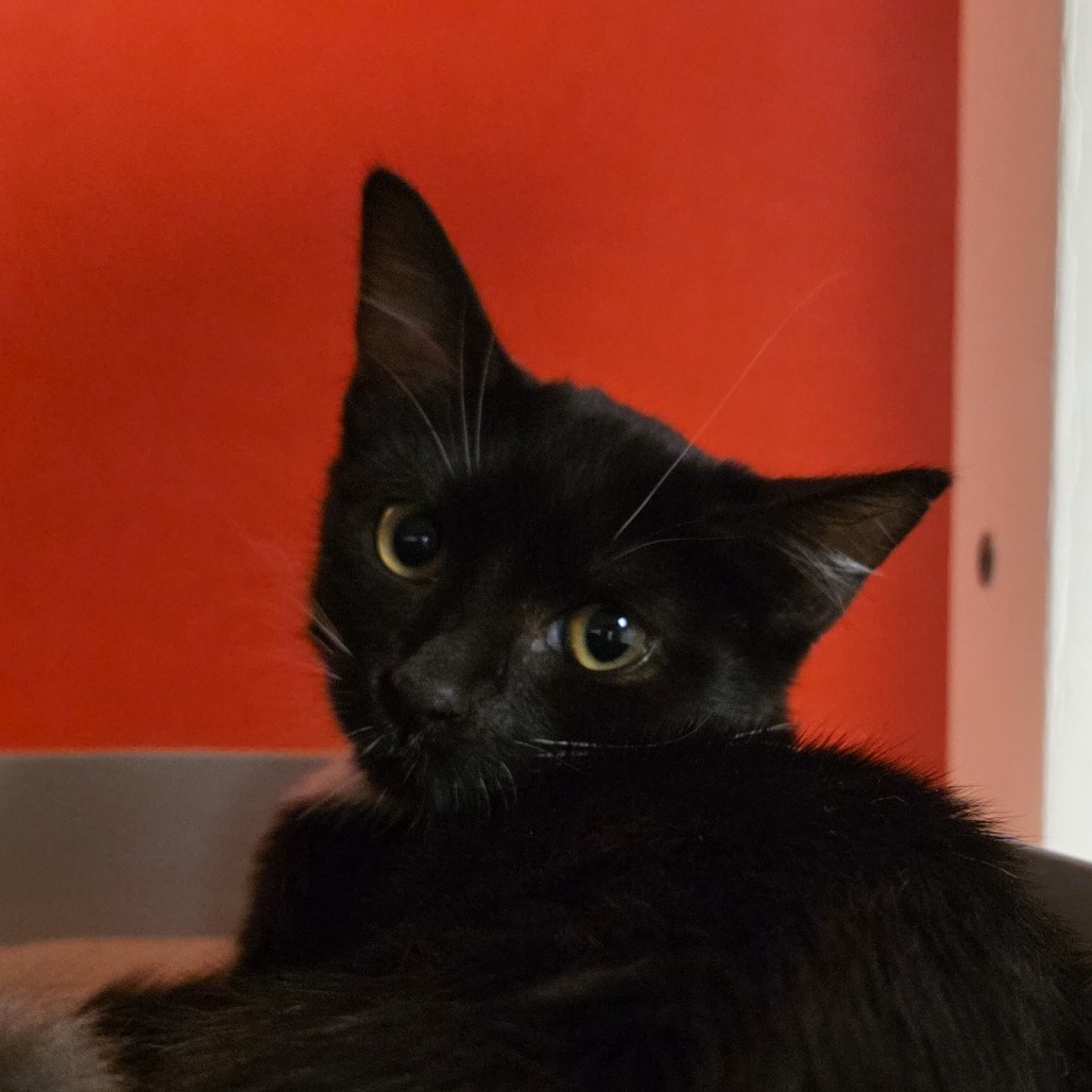 Hermione, photo 3