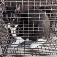 LILO (663603) - Domestic Shorthair available for adoption