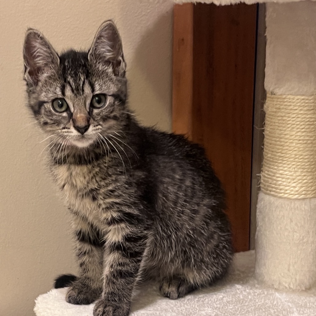 Marge - Domestic Shorthair