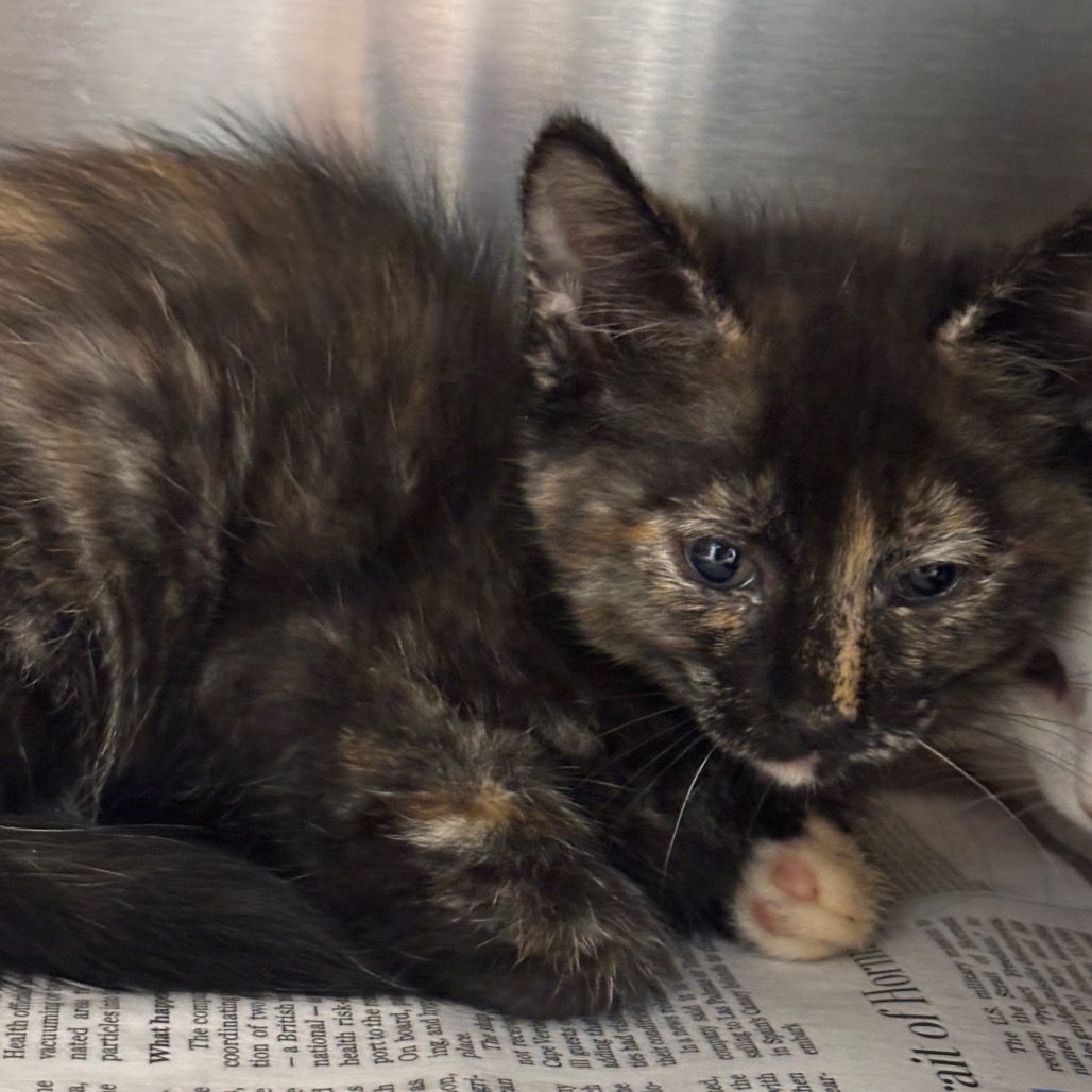 BABY BASTET - Domestic Shorthair available for adoption