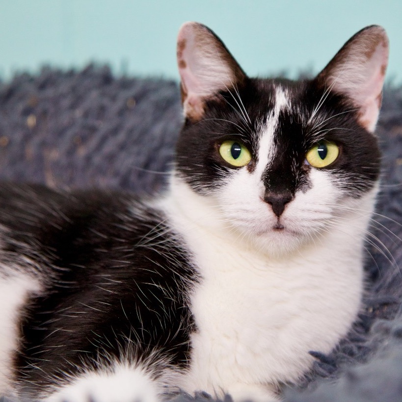 Another portrait of Clause