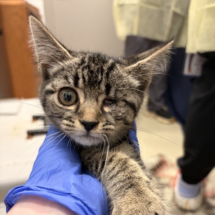 RUBY JUNE - Domestic Shorthair available for adoption