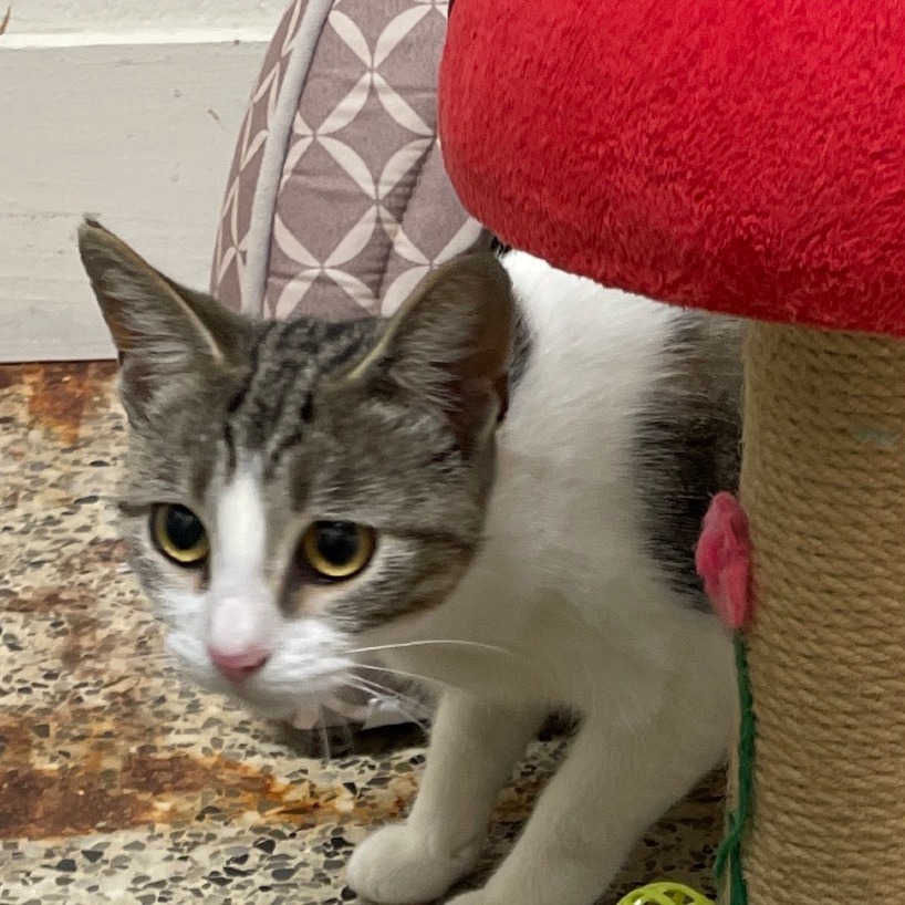 Sunkist — thumbnail 2