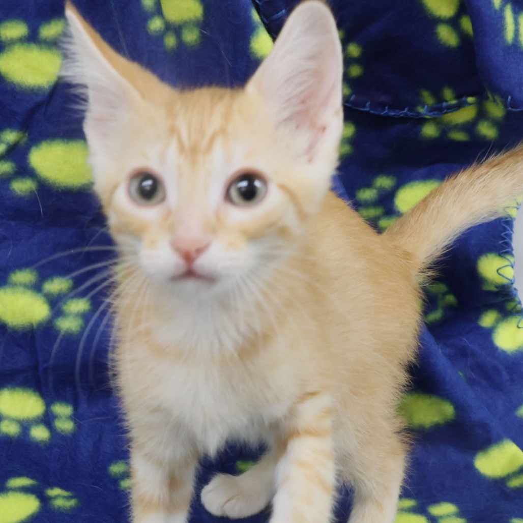 Pipette, a Domestic Shorthair