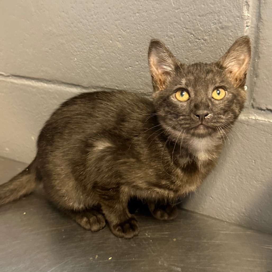 Tusc Stray 84523 2 3