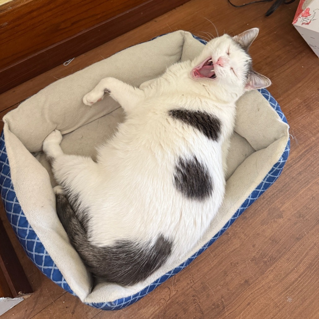 Gizmo--In Foster, photo 4