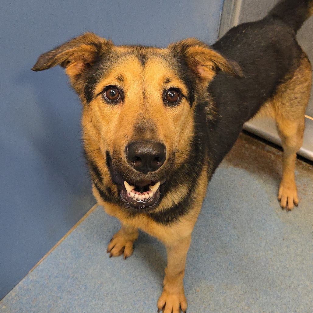 Kiko, available for adoption at PVAS