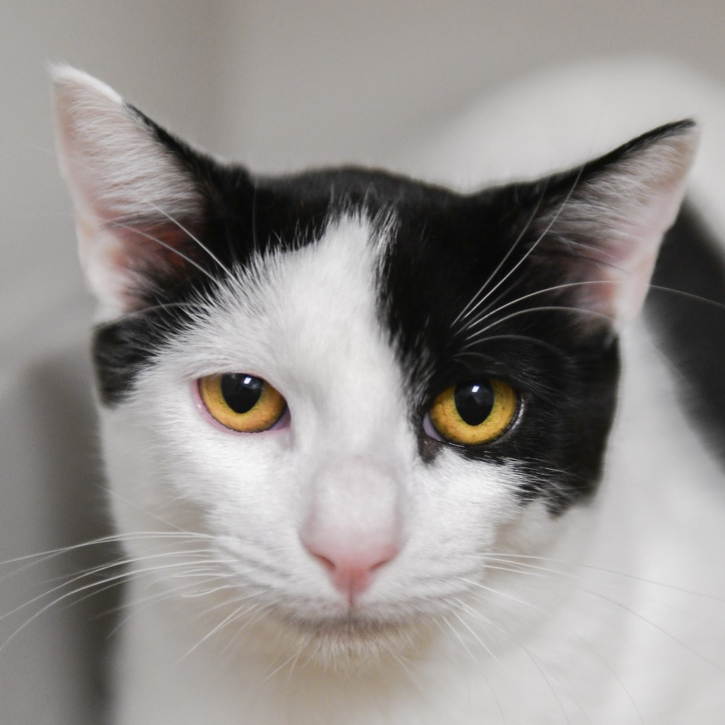 Tamagotchi - Domestic Shorthair