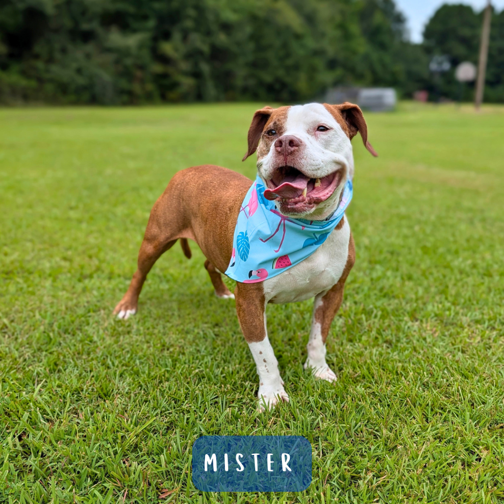 Mister 01-2854