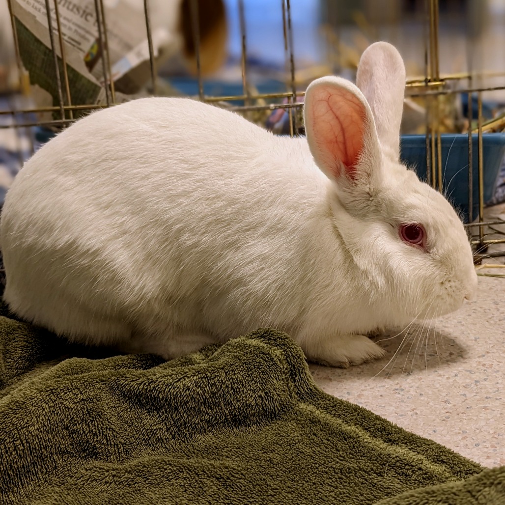 Adoptable Rabbits - Rohnert Park Animal Services