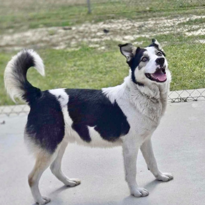 KOBE - Collie, Border / Mixed Breed (Medium) for adoption in Silver Spring