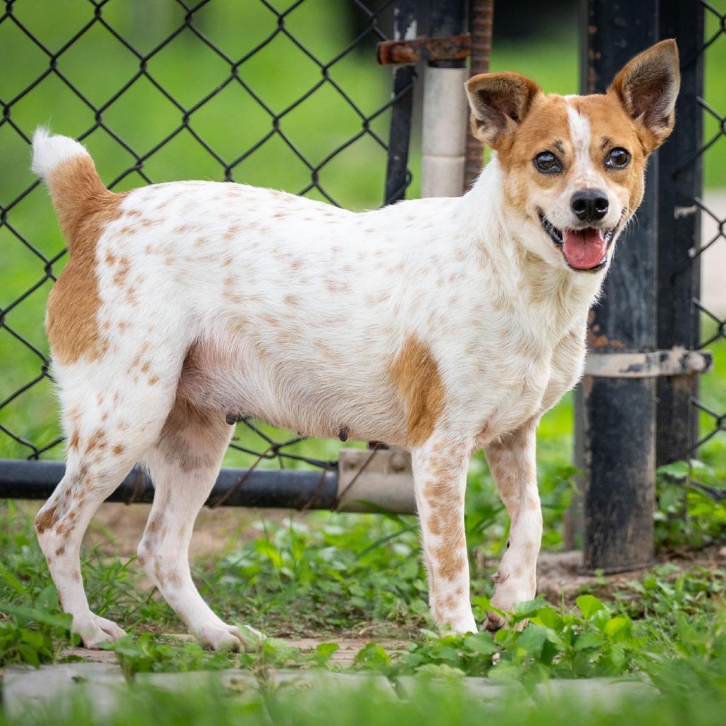 LORELAI - Cattle Dog, Australian (Red Heeler) / Mixed Breed (Small) available for adoption