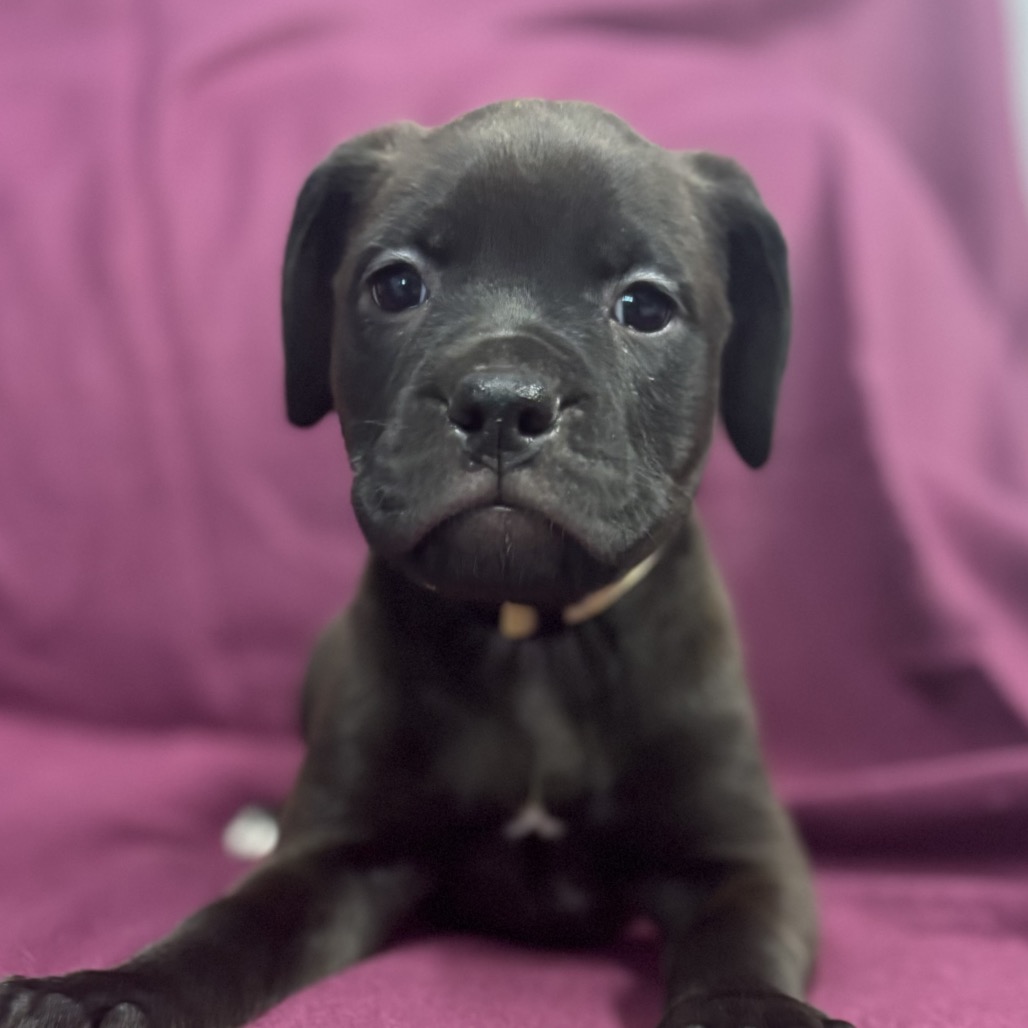 Maisy 