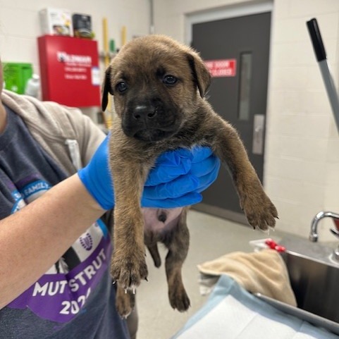 Wolverine — thumbnail 4