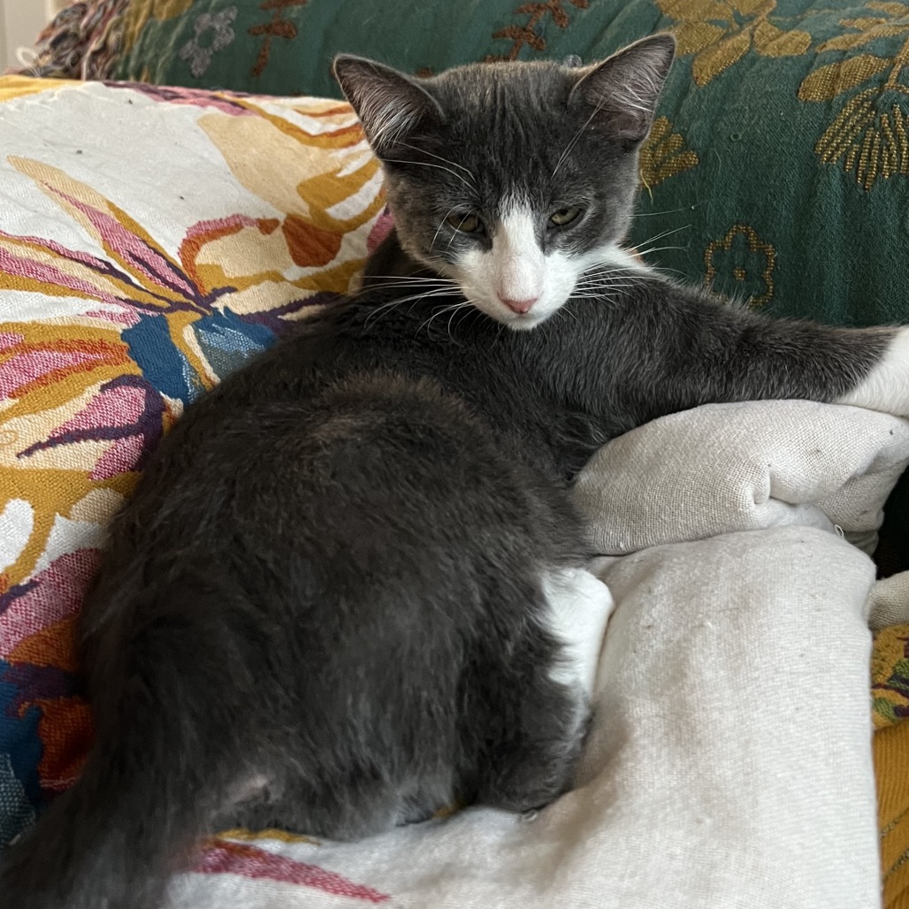 RUFUS DU SOL - Domestic Shorthair available for adoption