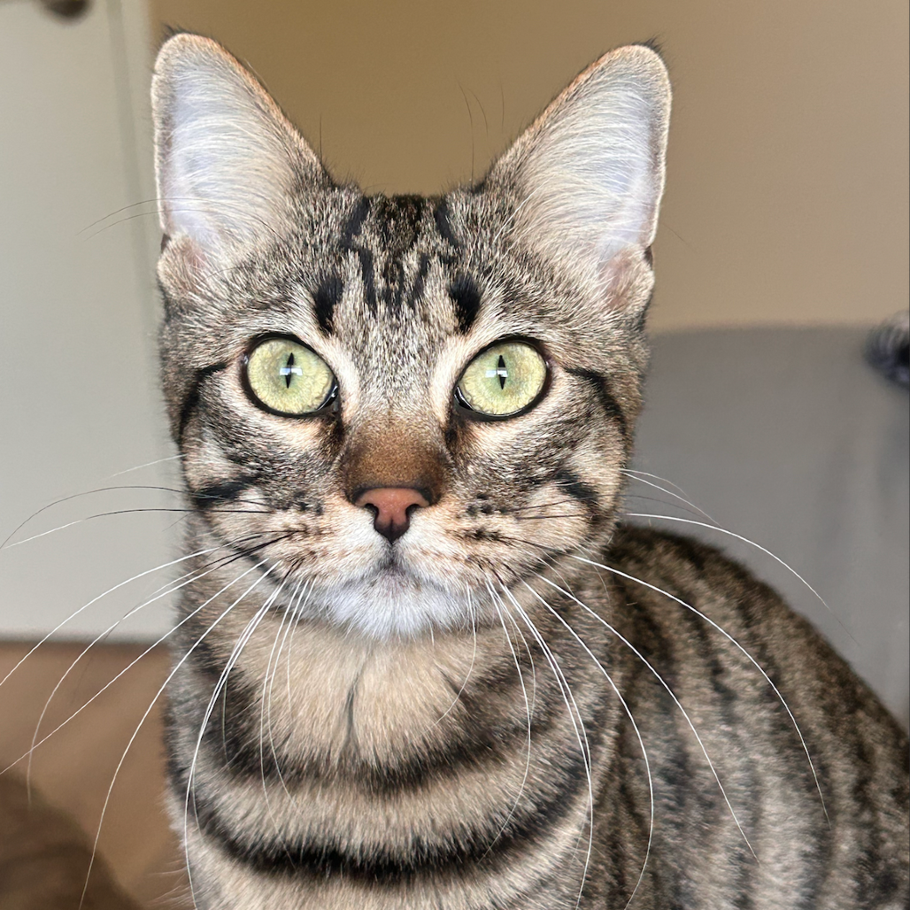 Lunette: Female 21 Domestic Shorthair