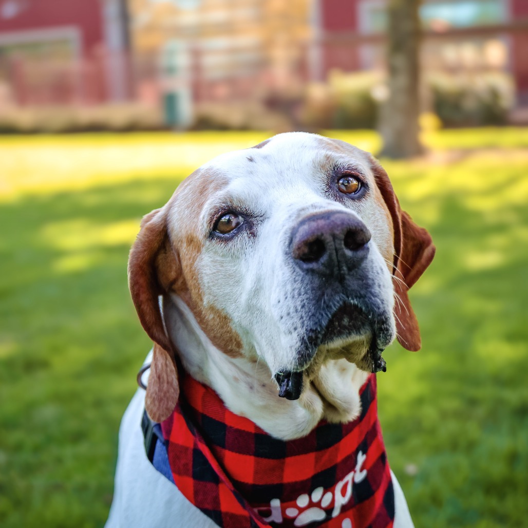 BUDDY BOY, photo 9