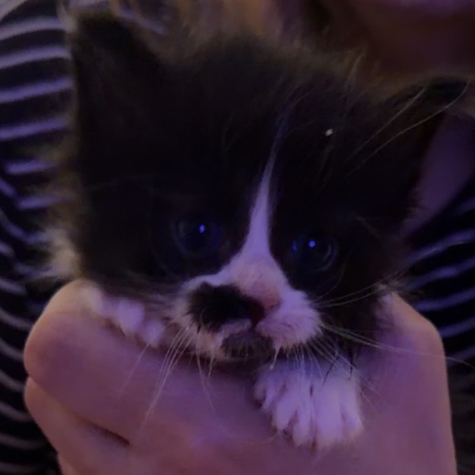 RAPTOR - Domestic Shorthair for adoption in West Jordan