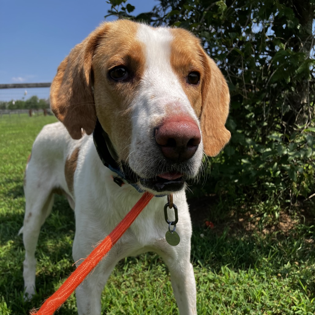 ALLEN - Hound available for adoption