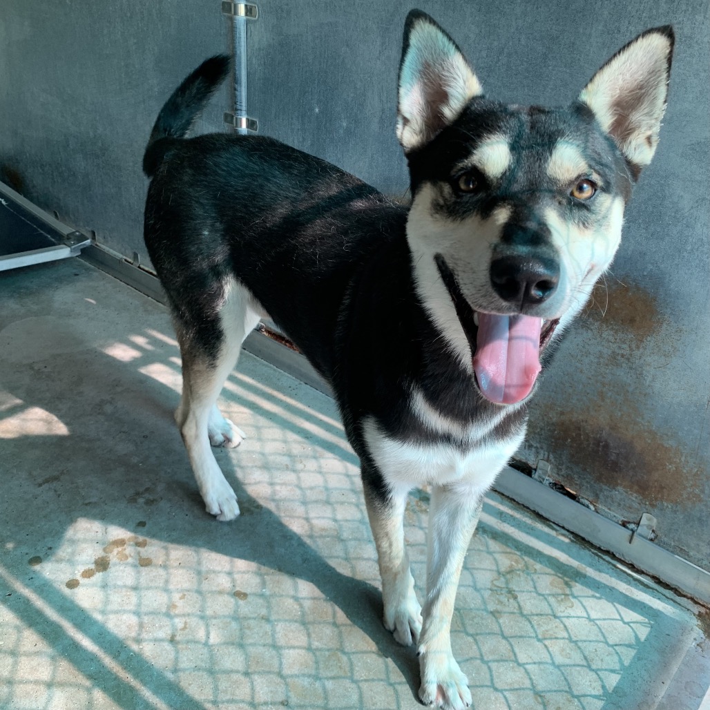 Carmelo , available for adoption at PVAS