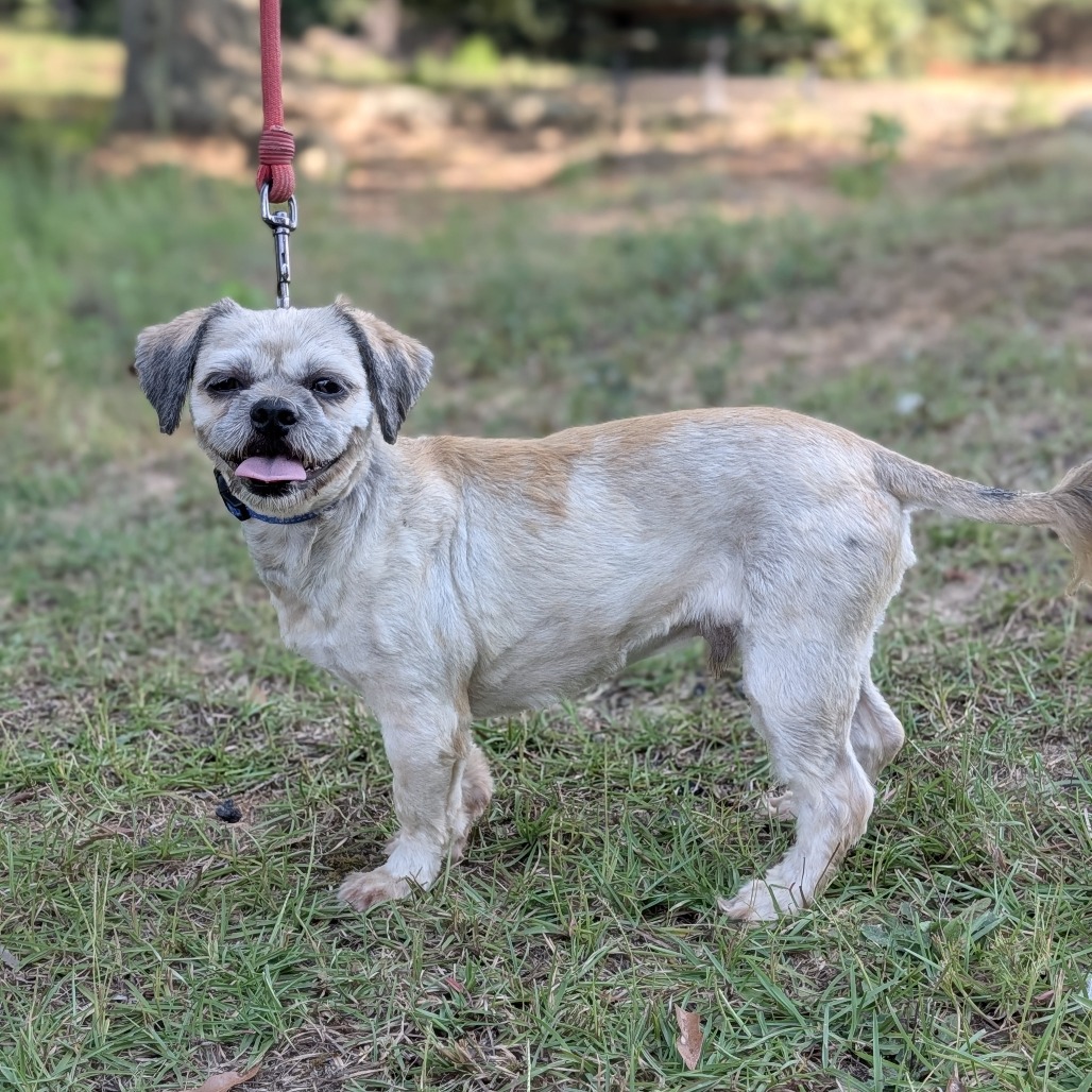 Wookiee 08-1710, photo 6