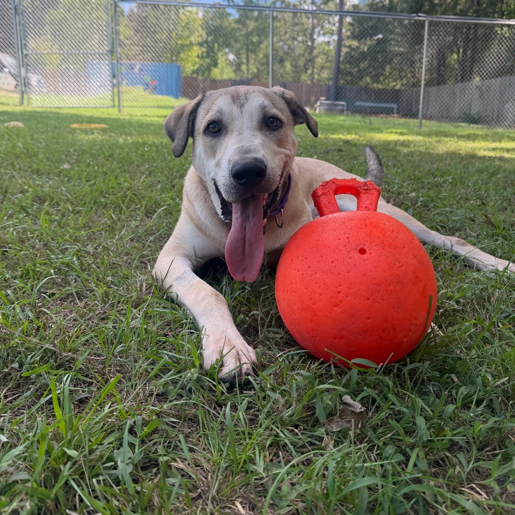 Goober, photo 13