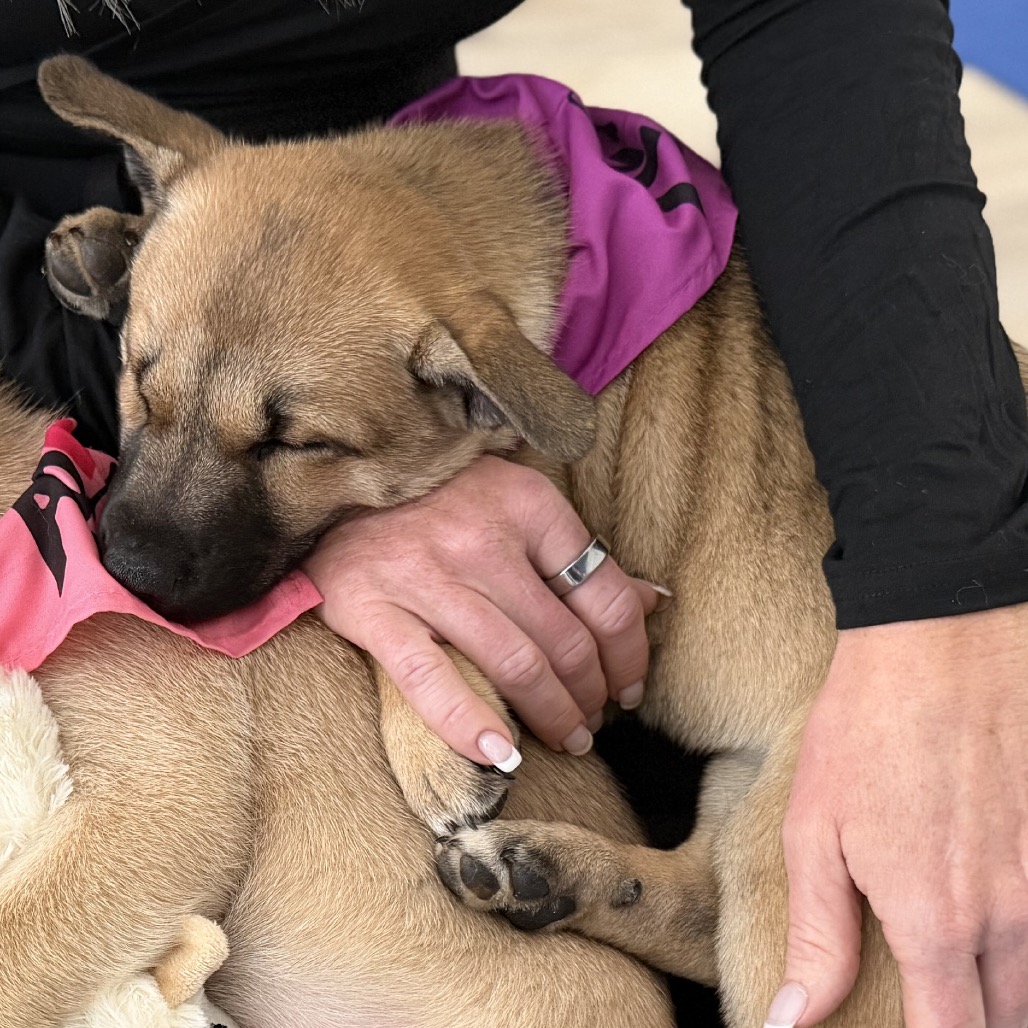 NOVA - Husky / Mixed Breed (Medium) available for adoption