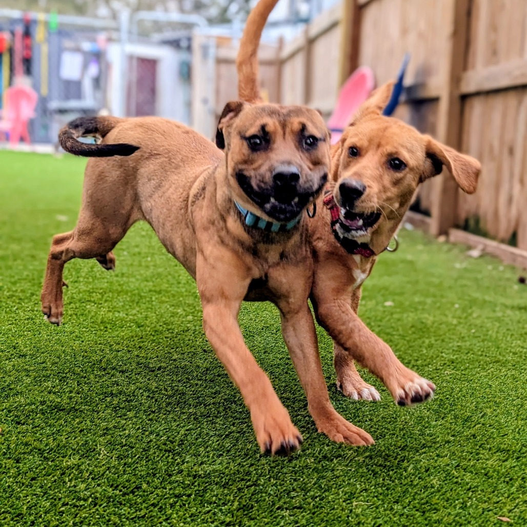 Jetpack is available for adoption at Renegade Paws Rescue