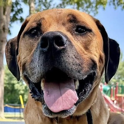 Boxer