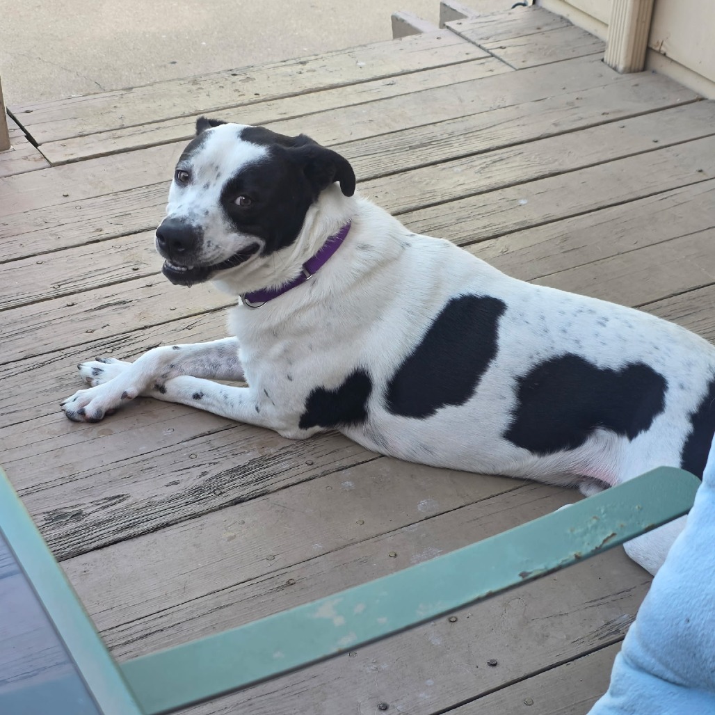 Photo of Beau