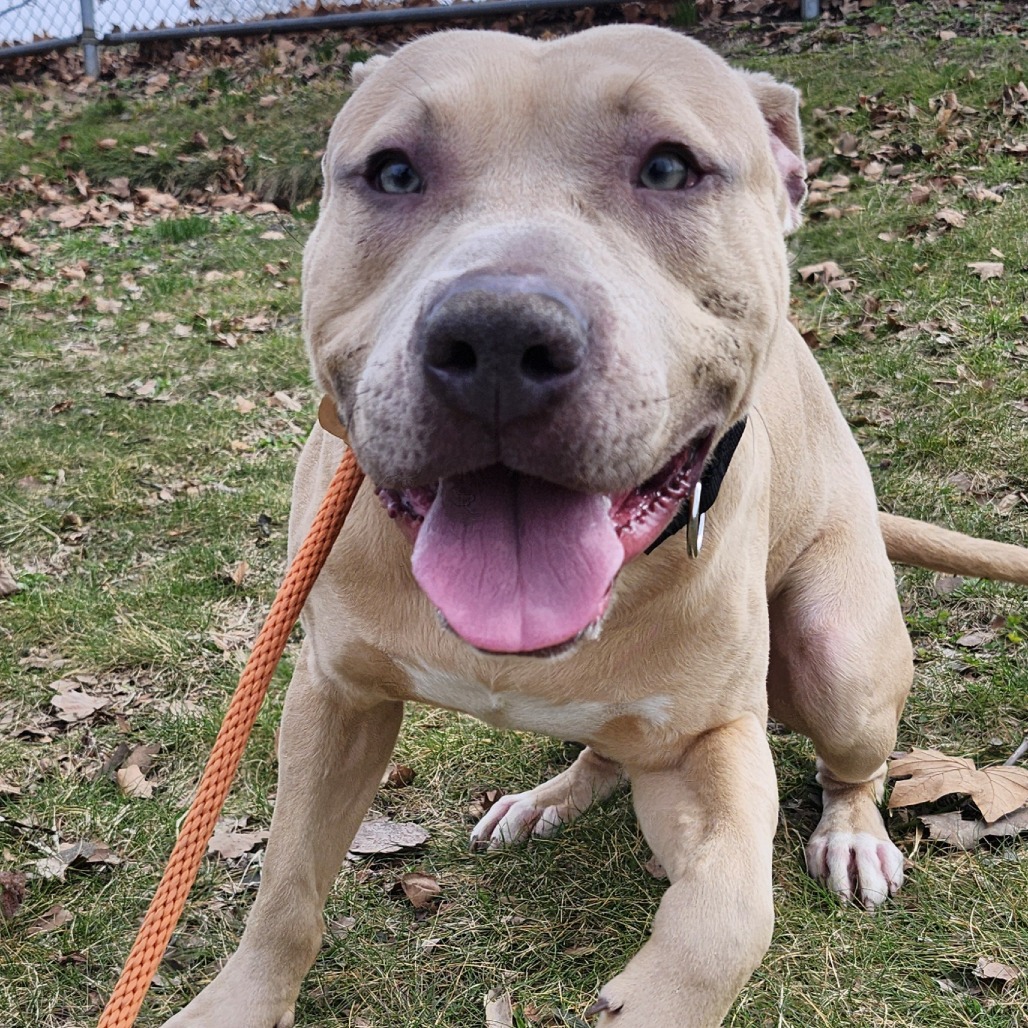 Langston — thumbnail 4