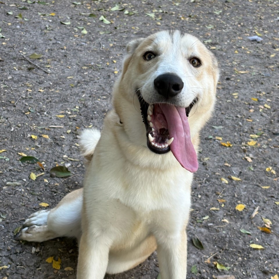Scout, photo 3