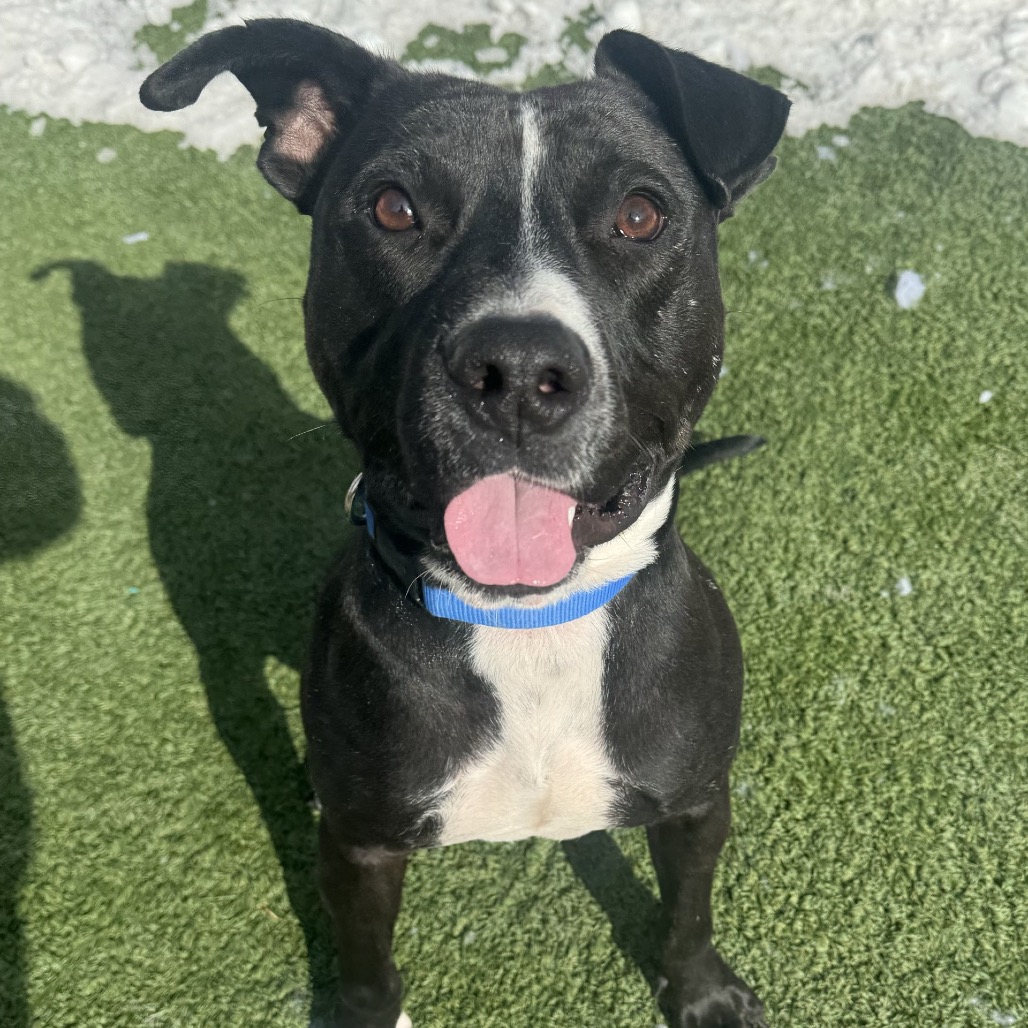 Tyson — thumbnail 6